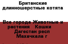 Британские длинношерстные котята - Все города Животные и растения » Кошки   . Дагестан респ.,Махачкала г.